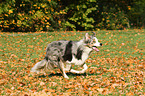 running Border Collie