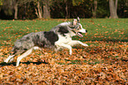 running Border Collie