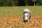 playing Border Collie