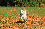 playing Border Collie