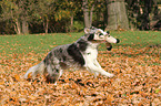 playing Border Collie