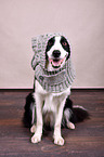 sitting Border Collie