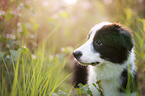 Border Collie Puppy