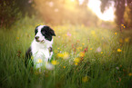 Border Collie Puppy