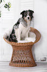 sitting Border Collie