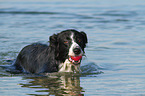 playing Border Collie