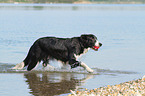 playing Border Collie