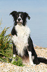 sitting Border Collie