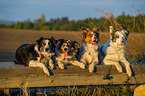 Border Collies