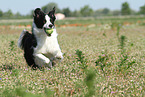 playing Border Collie