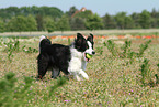 playing Border Collie