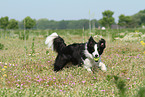 playing Border Collie