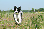 playing Border Collie