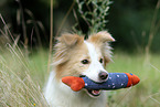 Border Collie Portrait