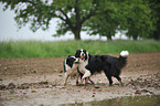 2 Border Collies