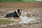 lying Border Collie