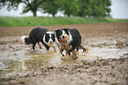 2 Border Collies