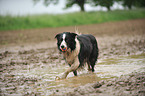 playing Border Collie