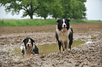 2 Border Collies