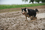 playing Border Collie