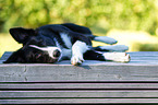 lying Border Collie