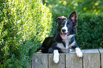 lying Border Collie