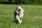 running Border Collie