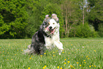 running Border Collie