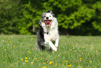 running Border Collie