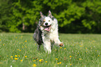 running Border Collie