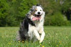 running Border Collie