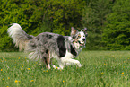 playing Border Collie