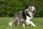 running Border Collie