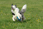 playing Border Collie