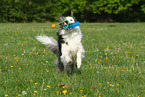 playing Border Collie