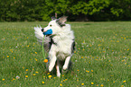 playing Border Collie