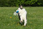 playing Border Collie