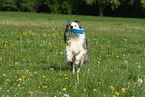 playing Border Collie