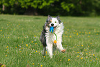 playing Border Collie