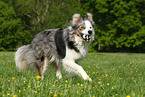 playing Border Collie