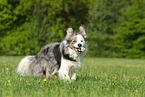 playing Border Collie