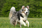 playing Border Collie