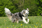 playing Border Collie