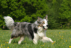 playing Border Collie