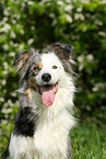 Border Collie Portrait