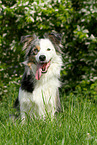 sitting Border Collie