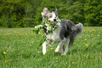 playing Border Collie