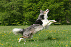 jumping Border Collie