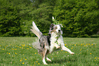 jumping Border Collie