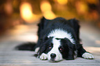 lying Border Collie